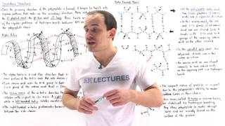 Secondary Structure of Proteins [upl. by Wesle459]