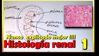 Histología de Riñón [upl. by Asyl194]