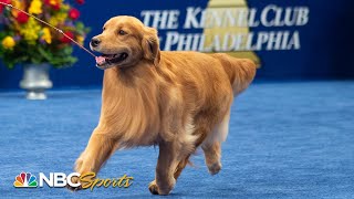 National Dog Show 2019 Best in Show Full Judging  NBC Sports [upl. by Rose]