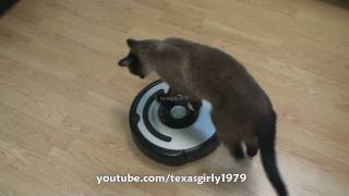 Cat shows HOW TO use iRobot Roomba Vacuum [upl. by Ettenuahs997]