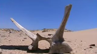 Exploring the Skeleton Coast in Africa  BBC Studios [upl. by Siravat611]