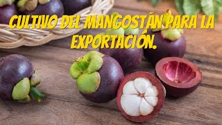 Cultivo del Mangostan para la exportación [upl. by Anirehtac]