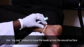 Healthcare Wound Swab Collection Procedure [upl. by Sybille]