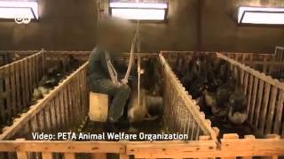 France Foie Gras vs Animal Welfare  European Journal [upl. by Prisca]