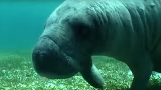 Swimming with a Manatee  Dive Caribbean  BBC Earth [upl. by Abrams]