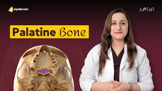 Palatine Bone  Cranial Osteology  Anatomy Lecture for Medical Students  VLearning™ [upl. by Eivlys]