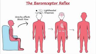 Baroreceptor Reflex [upl. by Obmar]