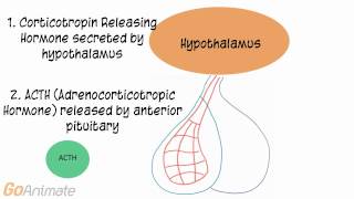 ACTH Test  Diagnosing Conditions for Cortisol Levels  in Hindi [upl. by Greenfield]