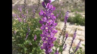 Lupinus arizonicus Arizona lupine [upl. by Whitman]