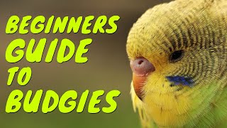 How to Tame Your Budgie 2019  Beginners Guide to Budgies [upl. by Maitund942]