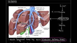 3 Minute Anatomy Liver Segments Part 1 [upl. by Lounge301]