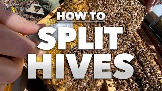 How to Split a Hive  Stepbystep tutorial from a Beekeeper Beekeeping 201  SPRING 2022 [upl. by Gnauq811]