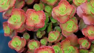 Get to Know Creeping SedumStonecrop  SunLoving Plants [upl. by Shuping]