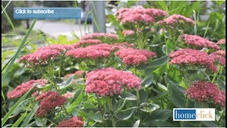 Sedum Autumn Joy  Growing Tips [upl. by Featherstone]