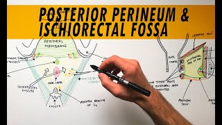 Posterior Perineum amp Ischiorectal Fossa  Anatomy Tutorial [upl. by Yelsnik]