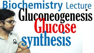 Gluconeogenesis pathway biochemistry [upl. by Iggem]