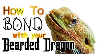 How To Bond With Your Bearded Dragon [upl. by Yusuk98]