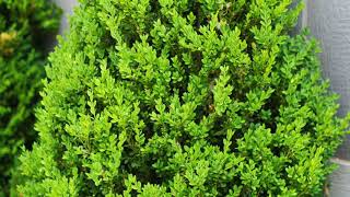 Green Mountain Boxwood [upl. by Tris78]