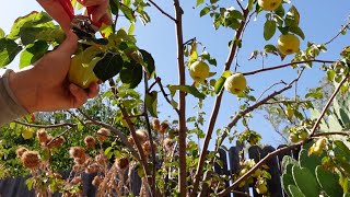 Growing Harvesting And Processing Quince Fruit  A Delicious Nutritional Powerhouse [upl. by Lek]