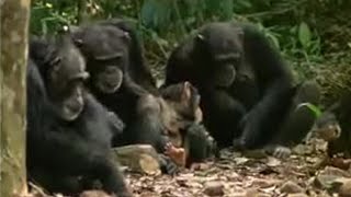 Chimpanzees Sophisticated Use of Tools  BBC Studios [upl. by Daria669]