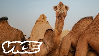 Camel Racing in Saudi Arabia A Million Dollar Industry [upl. by Lindly]