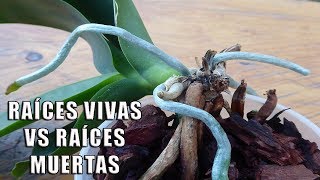 Raíces Vivas vs Raíces Muertas en Orquídeas  Orquiplanet [upl. by Airetnohs152]