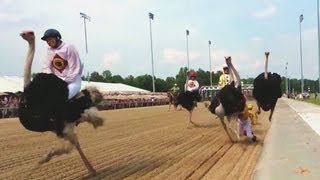 HAVE TO SEE Hilarious Ostrich Race Colonial Downs [upl. by Eiramnna]