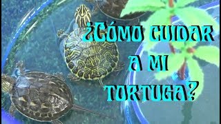 TORTUGAS Cuidados de una tortuga acuática [upl. by Hakilam]