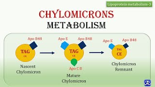 21Chylomicrons Metabolism  Lipid Metabolism  Biochemistry  NJOY Biochemistry [upl. by Jarib]