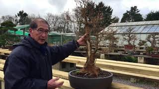 How To Create Large Trunk Maple Bonsai [upl. by Androw]