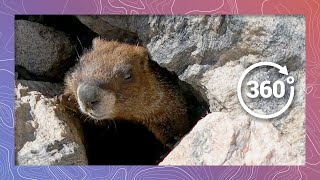 The Real Screaming Marmot Sounds Off  Wildlife in 360 VR [upl. by Arivle]