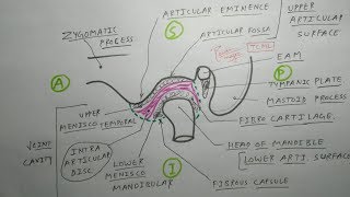 Temporomandibular Joint  1 TMJ Articular surface and joint cavity  TCML [upl. by Lannie811]