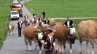 Alpaufzug Familien Gerber Althaus Schangnau am 9 Juni 2017 [upl. by Aihsemat94]