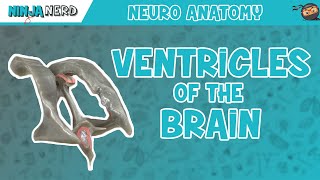 Ventricles of the Brain  Anatomy Model [upl. by Mcclelland]