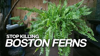 Stop Killing Your Boston Ferns Full Care Guide [upl. by Atteinotna]