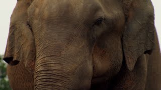 Elephant Mourns Death  BBC Earth [upl. by Medarda]