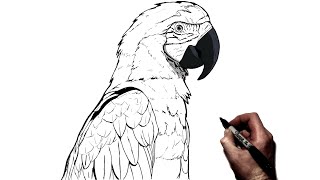 How To Draw A Parrot  Step By Step [upl. by Bron593]