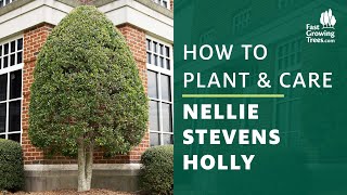 Nellie Stevens Holly  How to Plant amp Care [upl. by Hodosh]