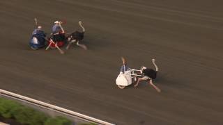 June 18 2016  Ostrich Derby [upl. by Clarkin]