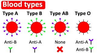 Blood types  Type A B AB amp O  Whats the difference [upl. by Atina]