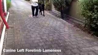 Canine Left Forelimb Lameness [upl. by Eceinaj]