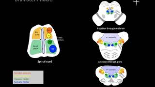 Understanding brainstem cranial nerve nuclei [upl. by Guyer]