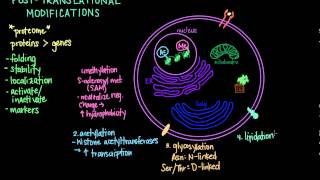 Post Translational Modifications [upl. by Enelyam]