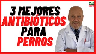 🟢 3 MEJORES ANTIBIÓTICOS para PERROS 🟢 con Heridas Abiertas Resfriados Gripe y Otitis 🟢 Dosis [upl. by Ecirahs224]