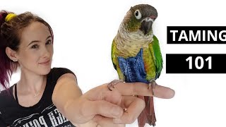 How To Tame and Earn The Trust From A Green Cheek Conure or Other Scared Parrot [upl. by Siugram864]