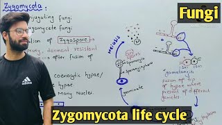 Zygomycota life cycle  Characteristics  Class 11 Biology [upl. by Lajib]