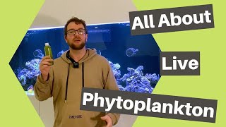 Live phytoplankton and why you should add it to your reef tank [upl. by Maddi]