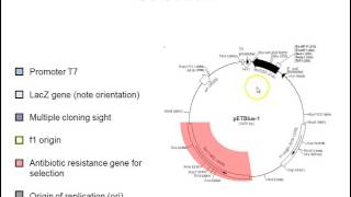 Plasmid vectors [upl. by Enelegna]