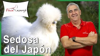 Curiosidades sobre la Gallina Sedosa del Japón o Silkie Chicken 😍 [upl. by Brana]