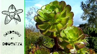 Ridiculously Easy Aeonium Propagation amp Echium Update [upl. by Hildick]